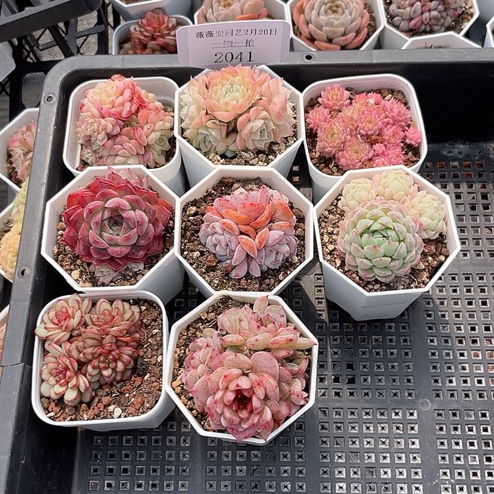 薇薇安园艺多肉2041