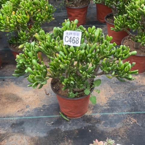 468吸财树不包断枝