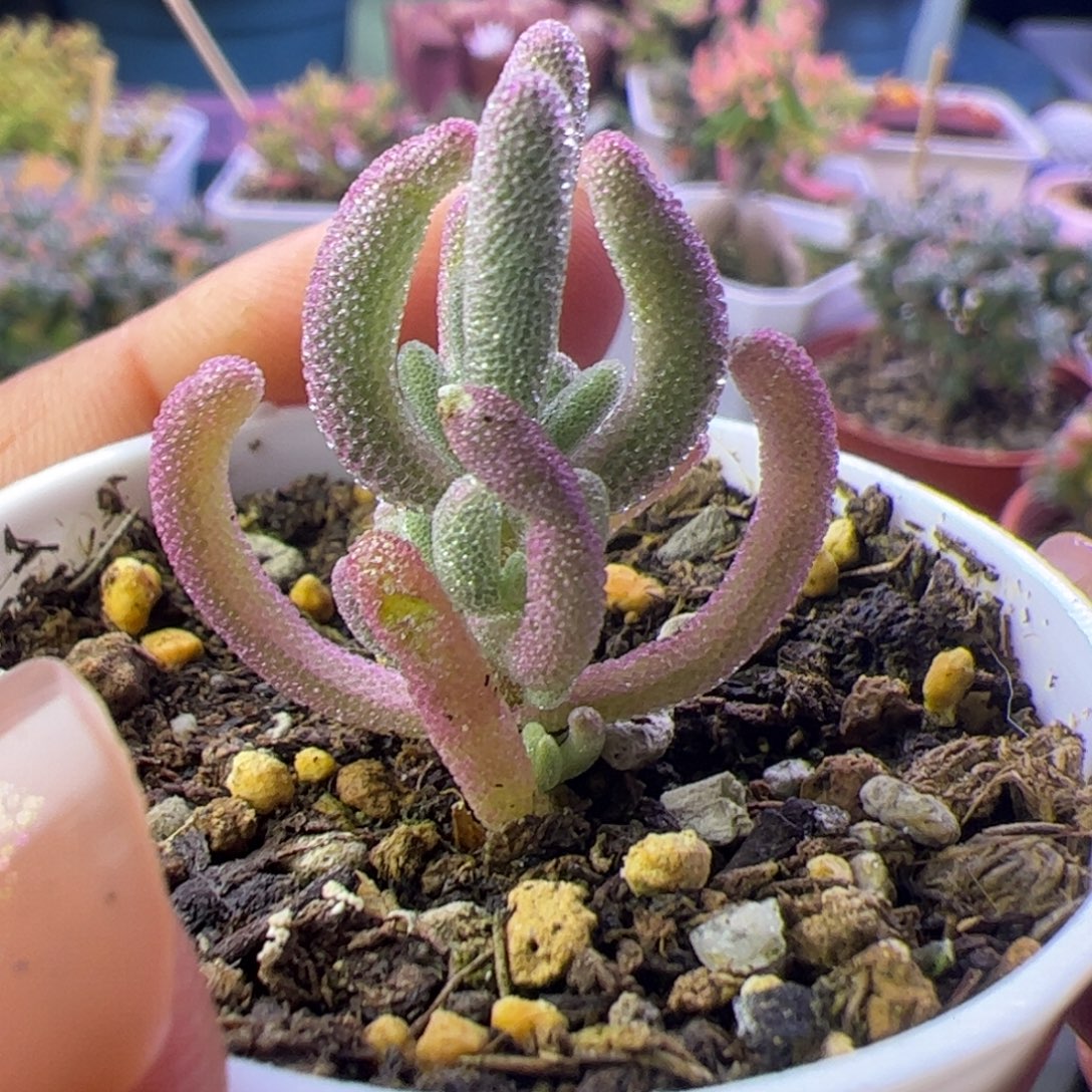 芒***屁多肉植物枝干超紫