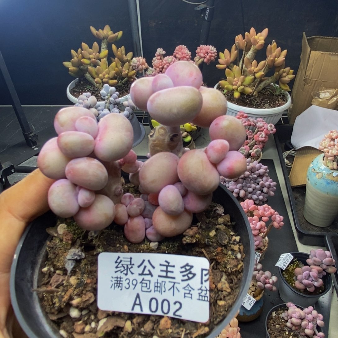 002腰子桃蛋多肉有砍