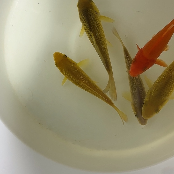 锦鲤五条一组喜欢不要错过