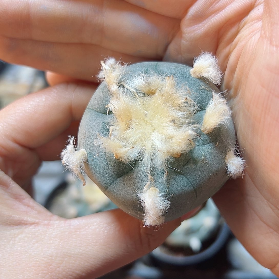 实生长毛kk勒骨乌4.8公分带盆