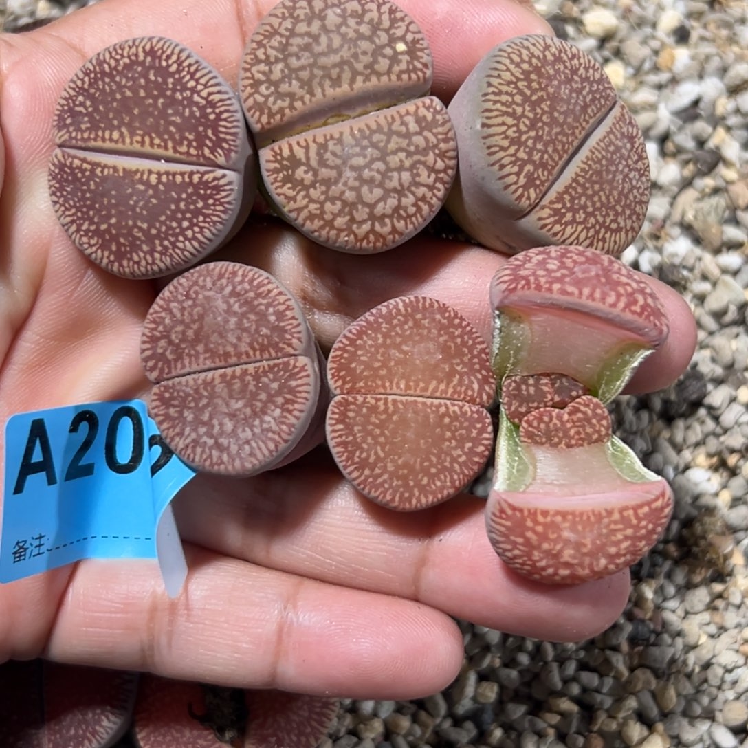 拜*2092红流水6专拍专拍专拍