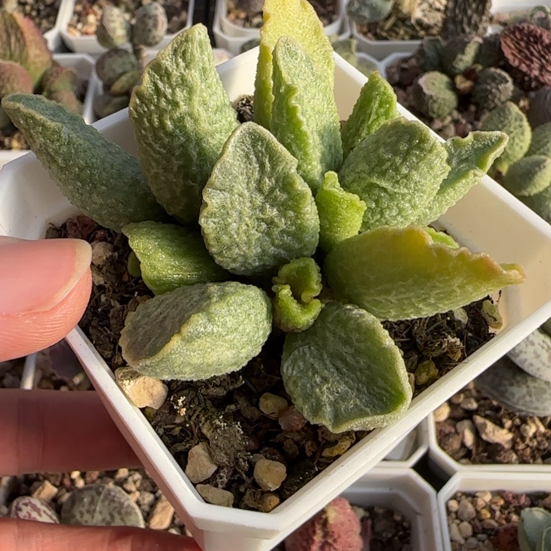 龙葵水泡多肉植物