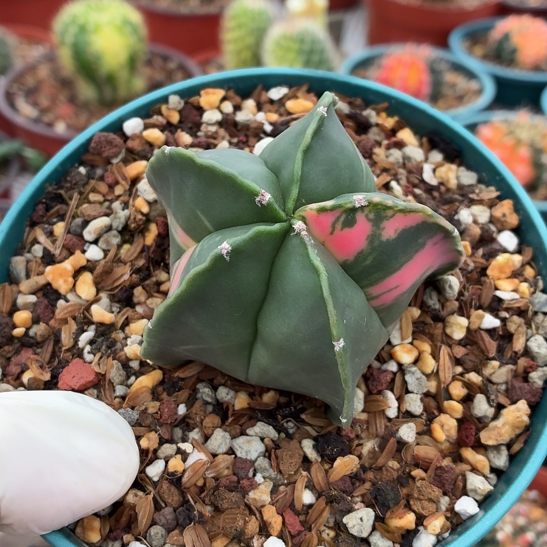 城***5无花朵鸾凤玉锦！！！！