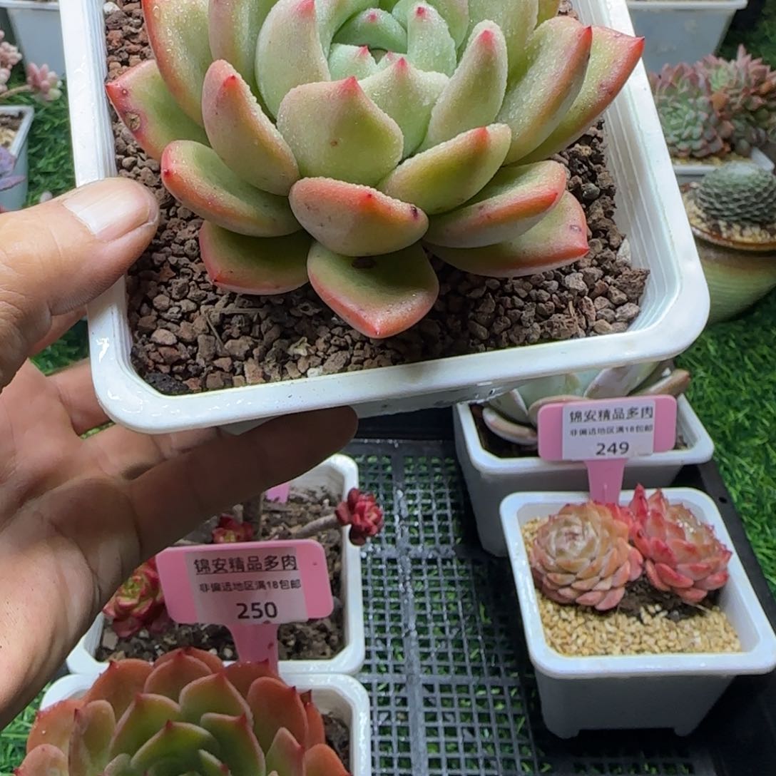 锦安精品多肉编号251