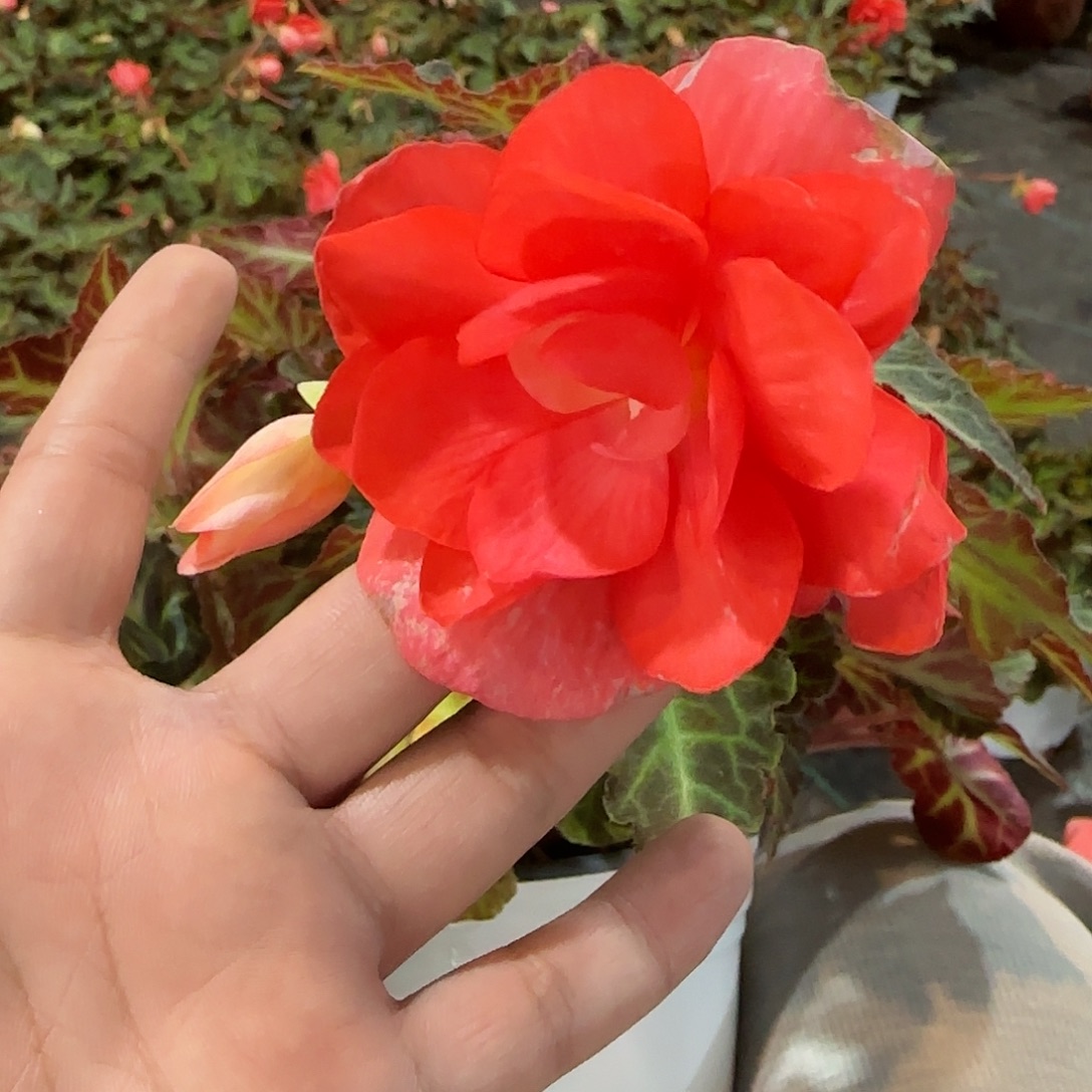 进口一代玛丽宝 球根海棠