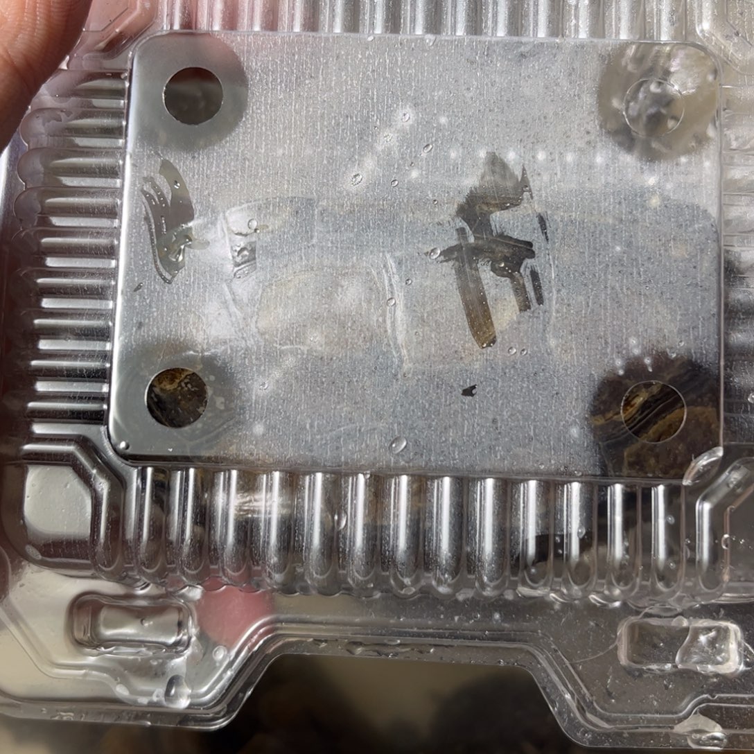 绿毛龟母福袋888888888