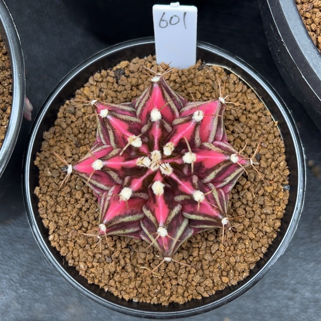 601泰系米哈锦，带盆土发货