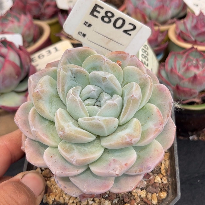 冰玉多肉植物802号植物