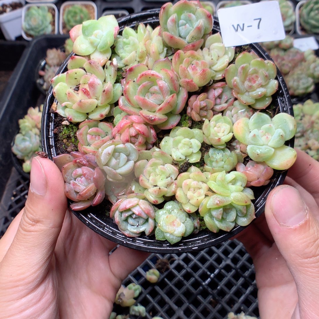无花朵W7粉钻白玉珍妮谷雨yyyyy