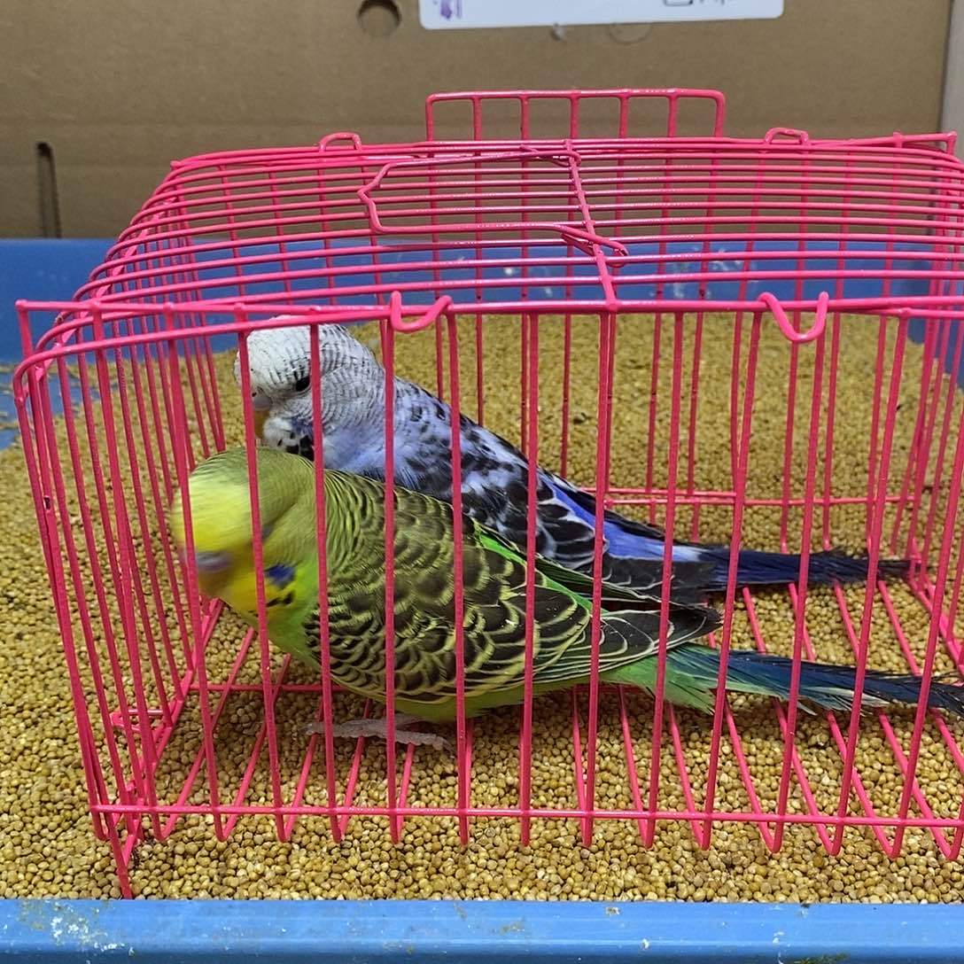 虎皮鹦鹉大头一对