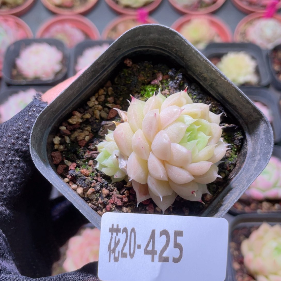 花利美20-425麦秆