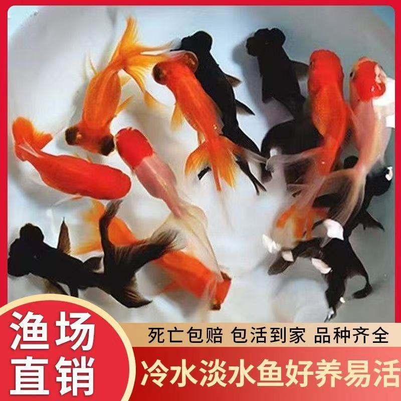 精品国粹龙睛狮头混发金鱼6-8厘米7条冷水鱼好养耐活观赏鱼包邮