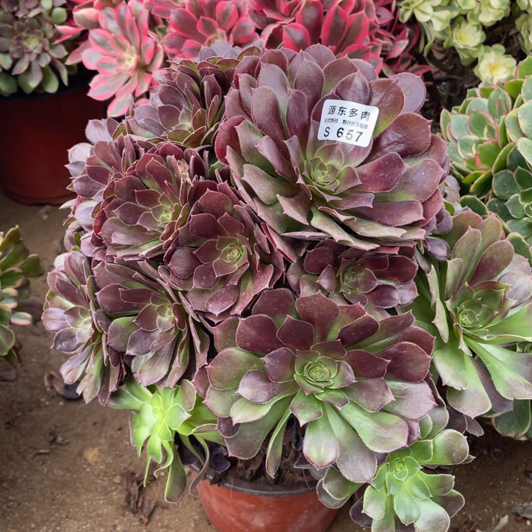 657鸡蛋多肉法师断枝不包