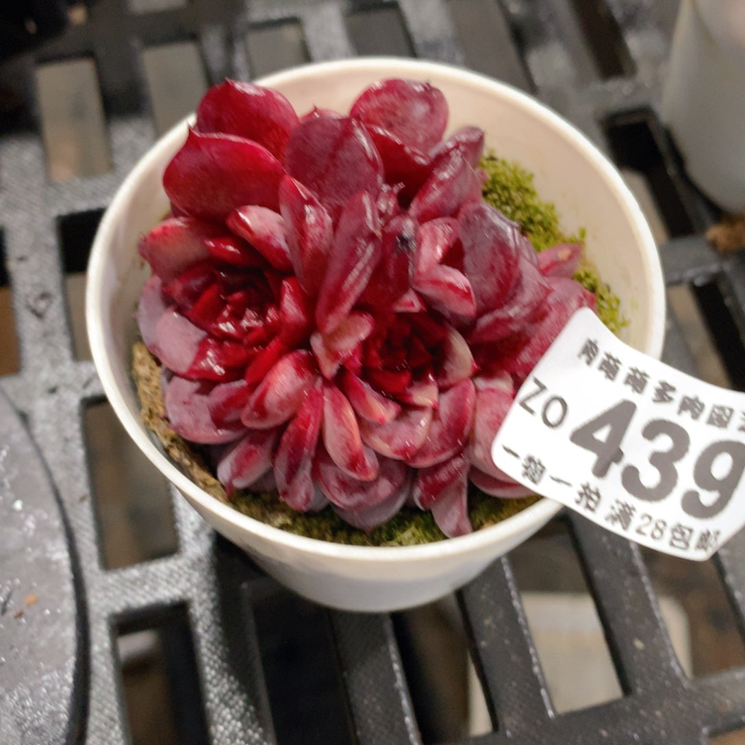 肉萌萌拇指盆精控多肉ZO439