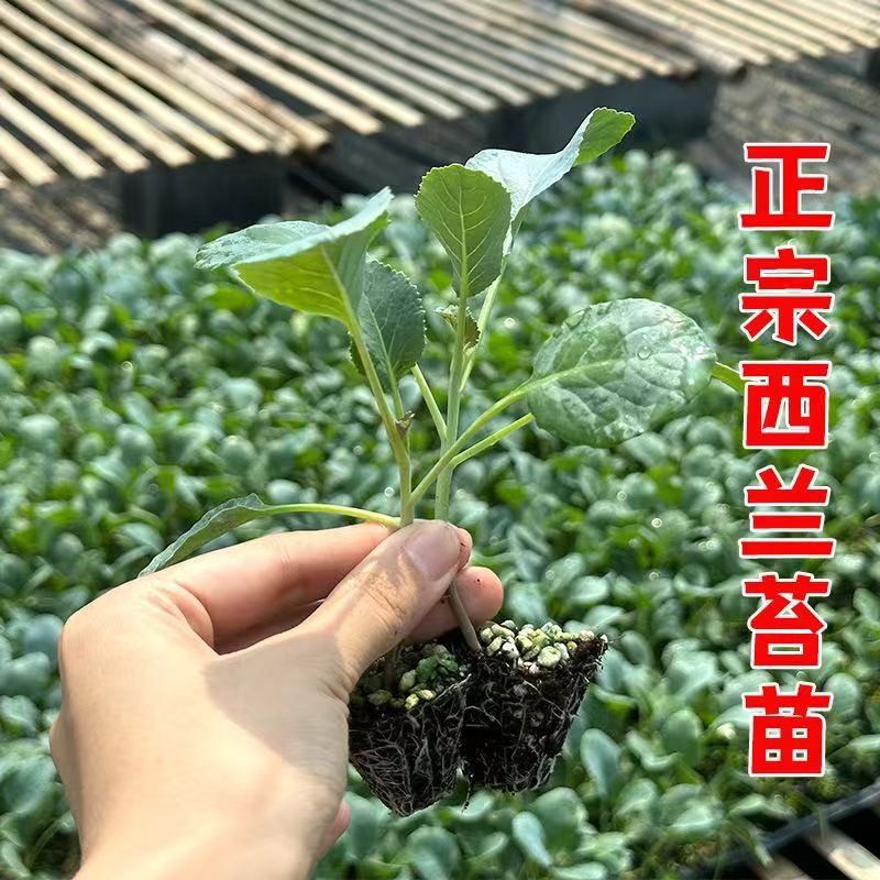 西兰苔苗秧苗种孑子西兰花苗介蓝芥兰适合秋天种的蔬菜苗抱子甘蓝