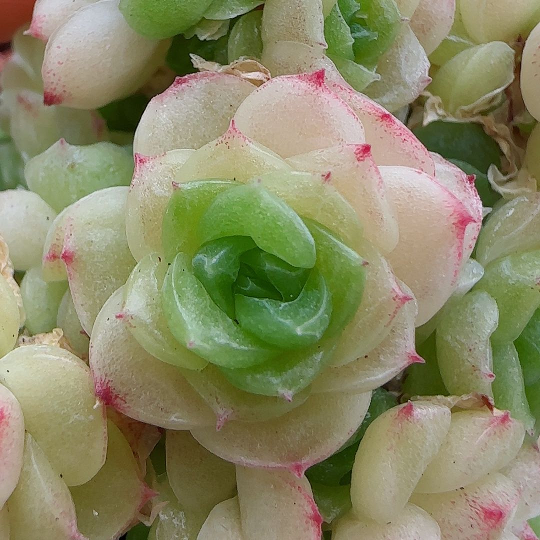 【闪购商品】0609-35孤品麦杆