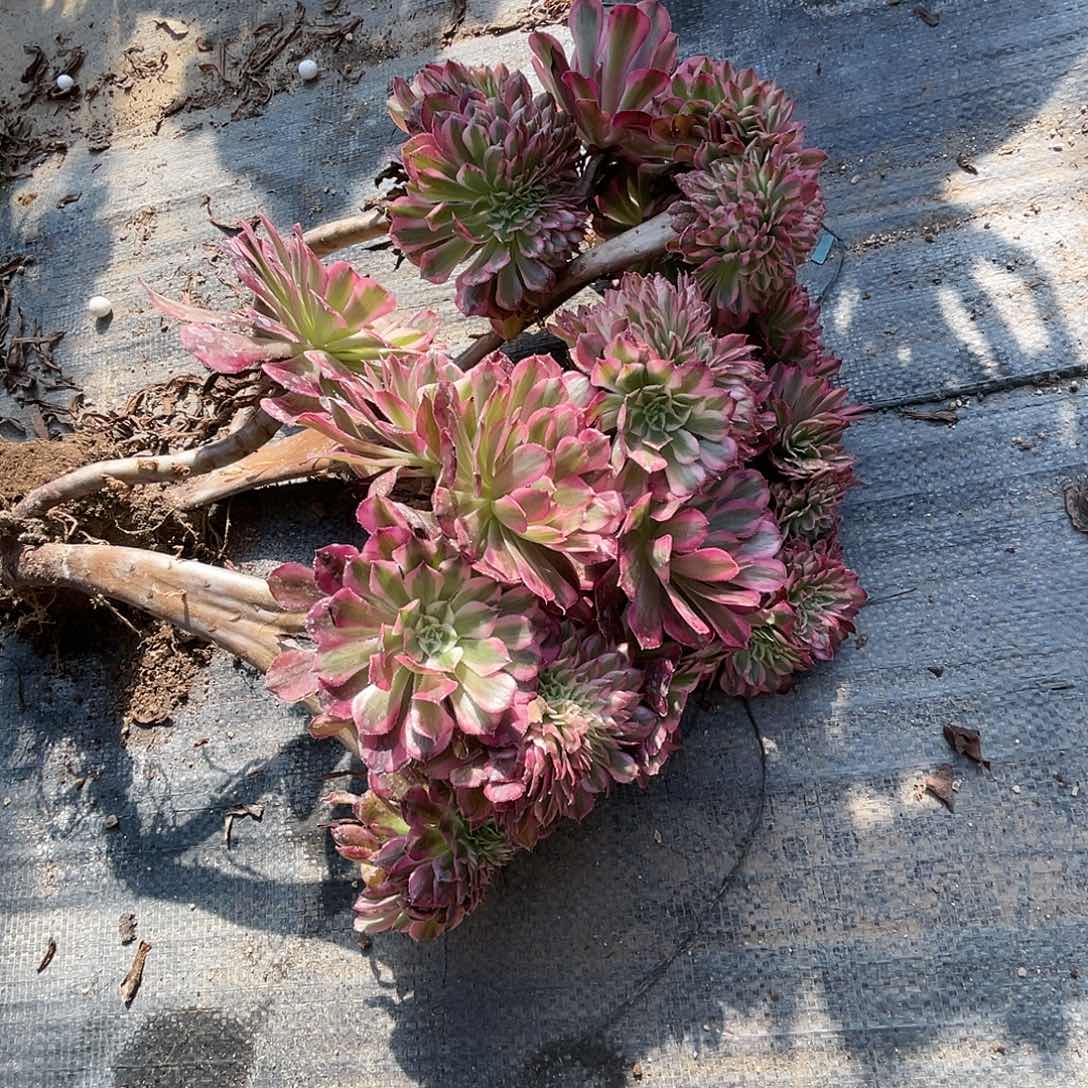 【闪购商品】全部花朵红铜壶超白