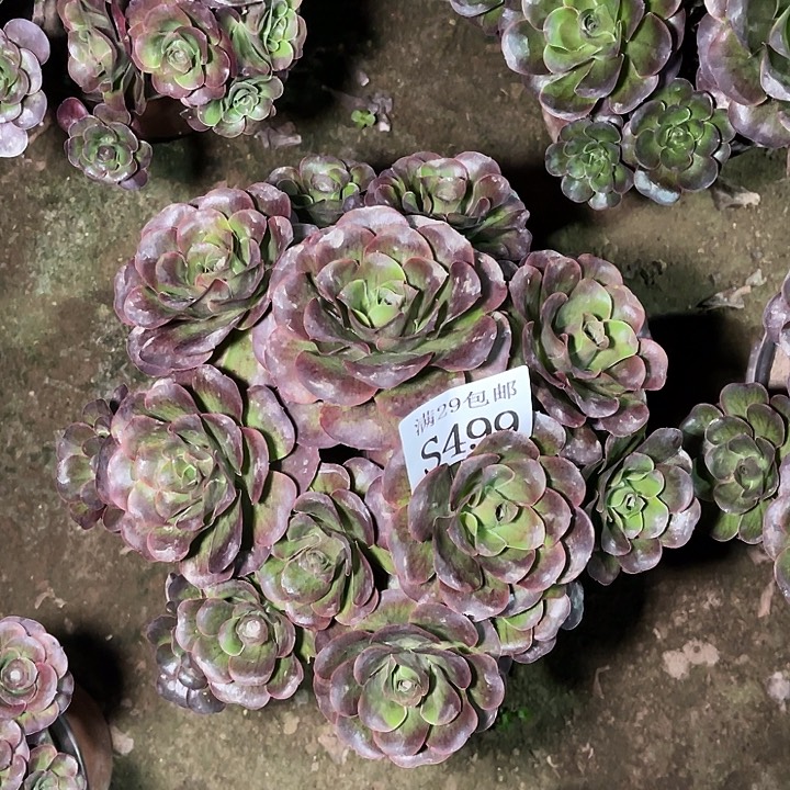 499魅金玫瑰多肉植物     