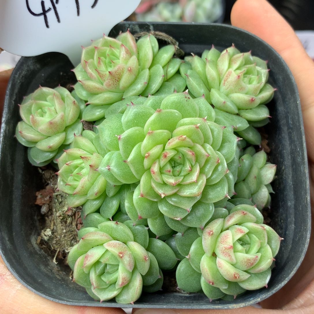 定繁珍妮麦秆群4993