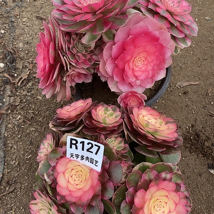 多肉植物套餐128。127