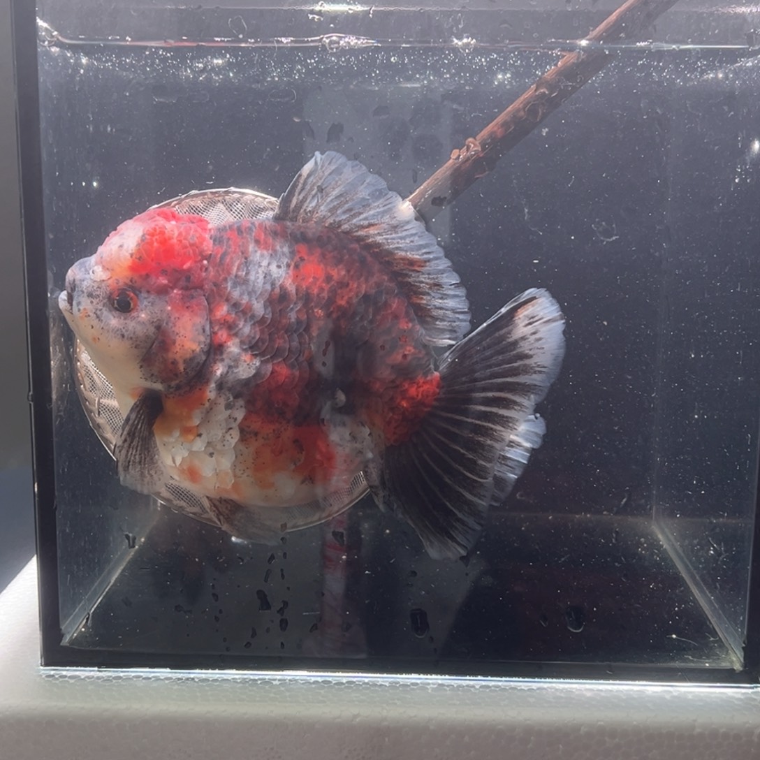 金鱼071。  9999999999999