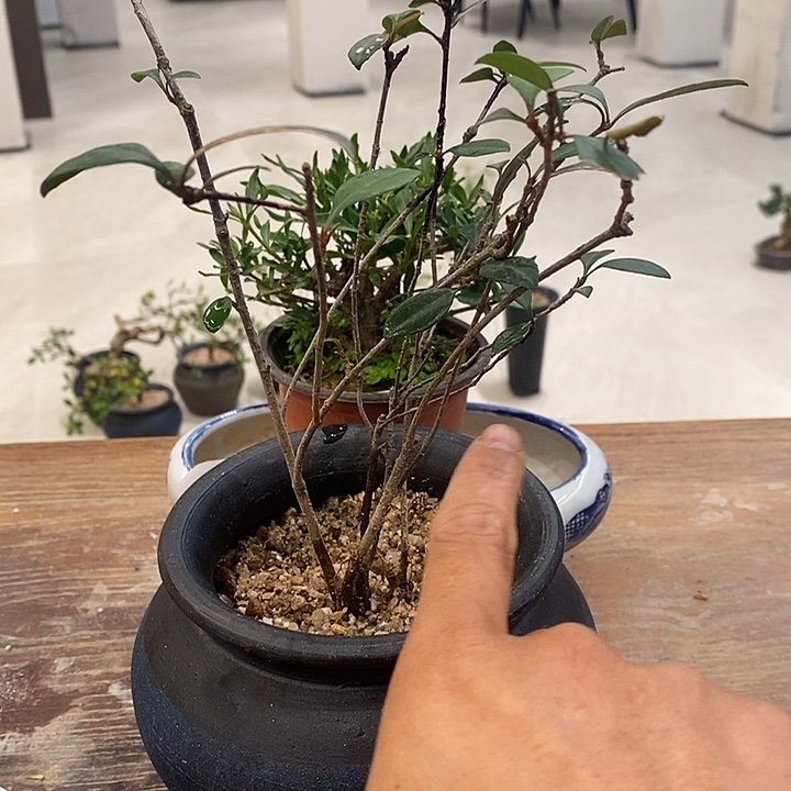 随***文完全开放海岛春花111