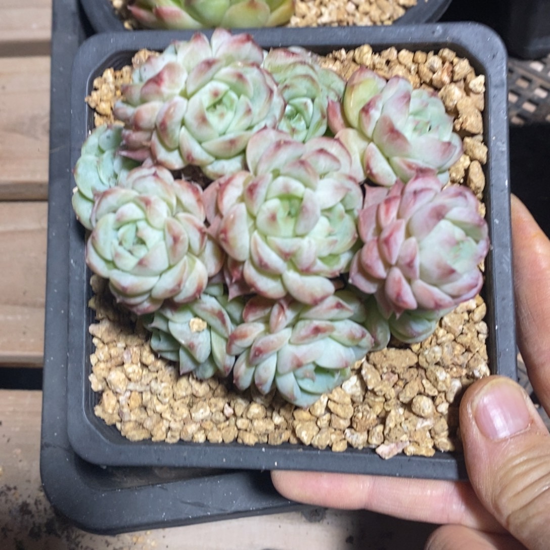 精品多肉一物一拍不包整149