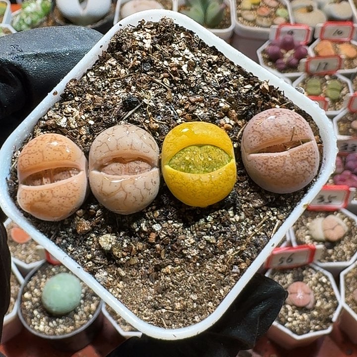 生石花333:：：：。   79