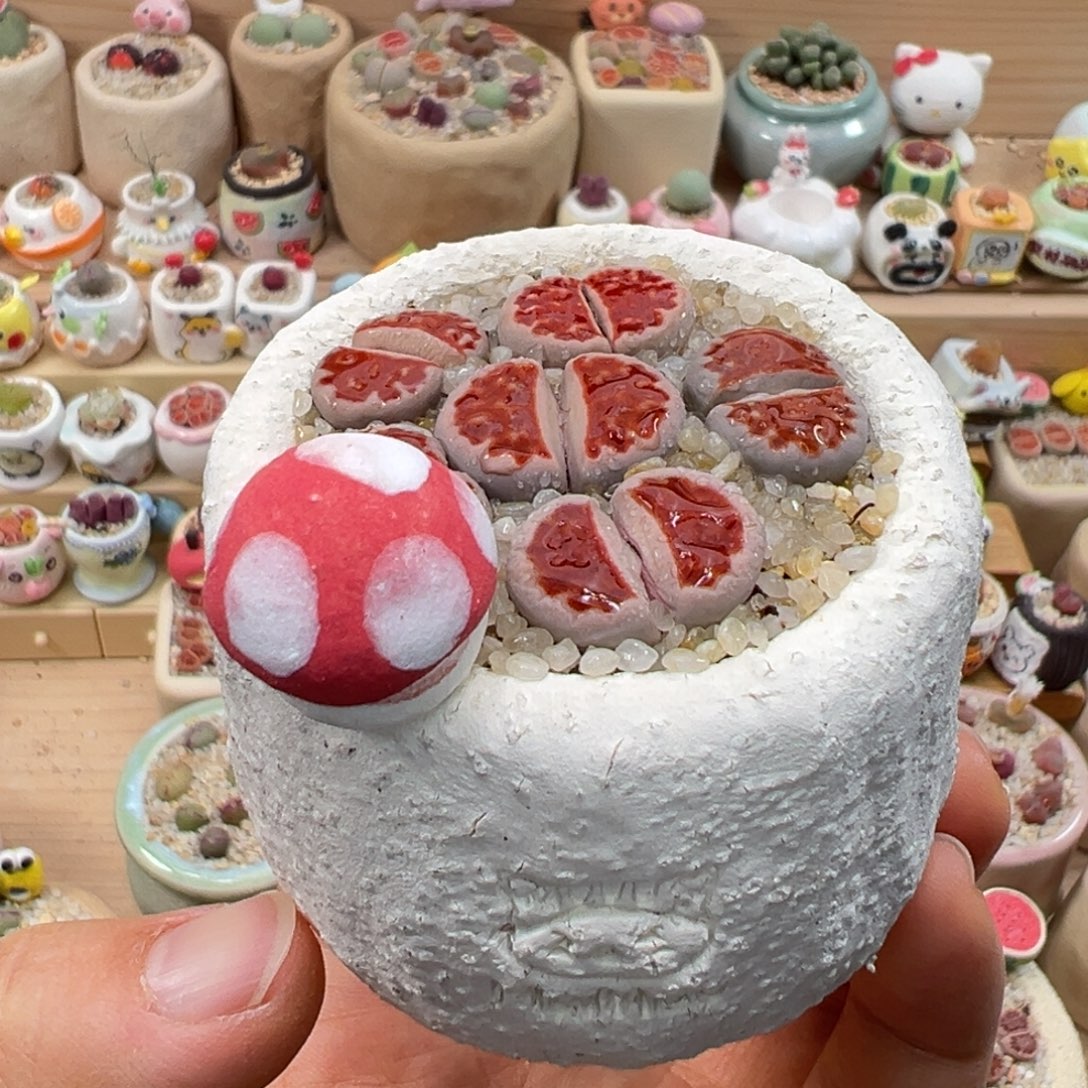 多肉植物110号红色