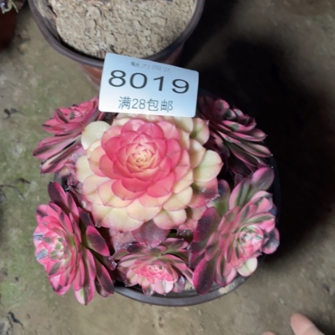 荔枝多肉多肉8019