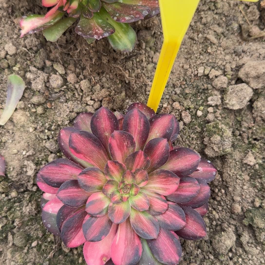 5-374---多头多肉植物