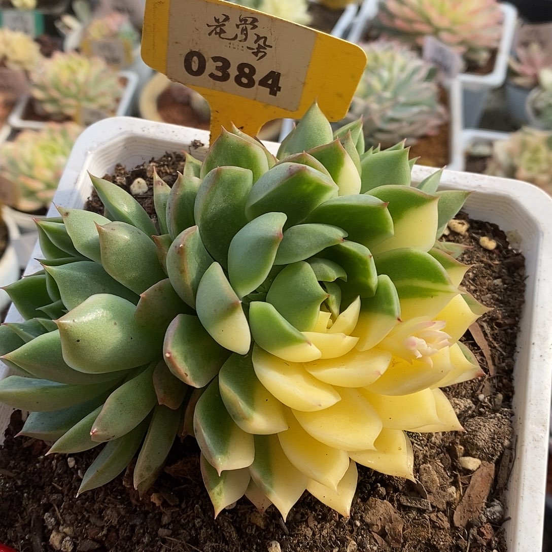 384海蓝哈哈哈哈哈哈