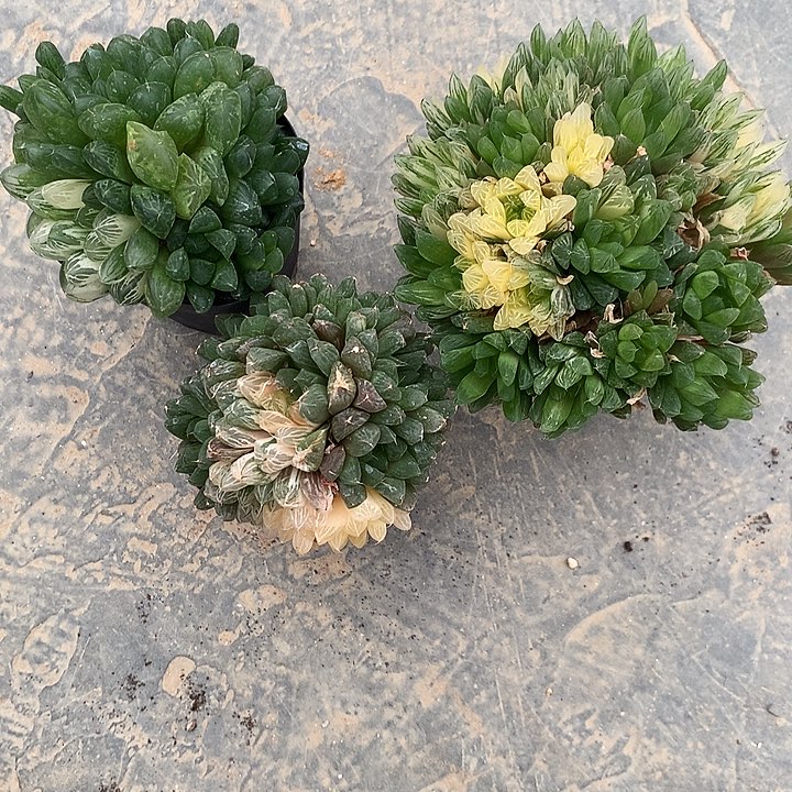 一物一拍，带盆带土