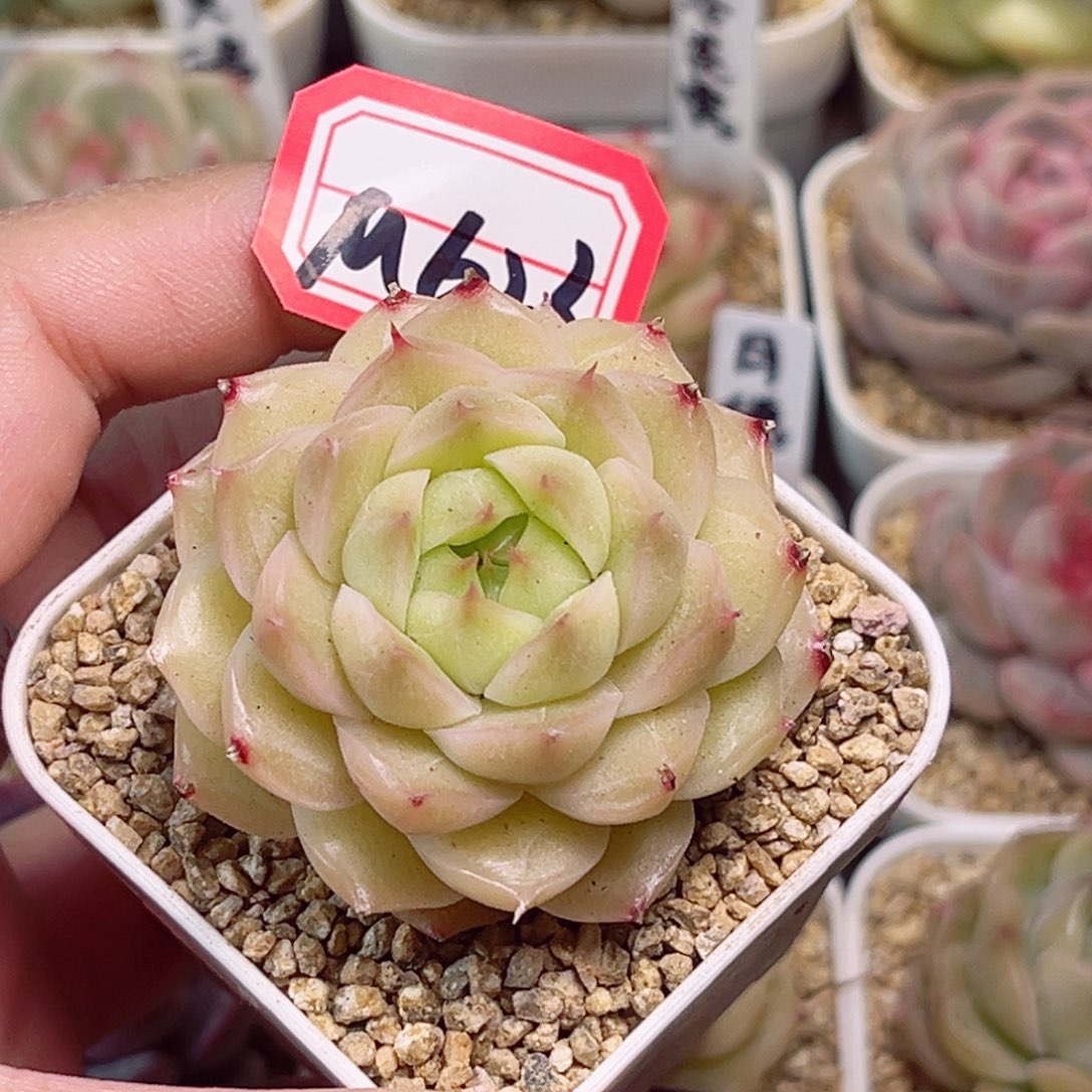 M623一物一拍 翠星珍妮