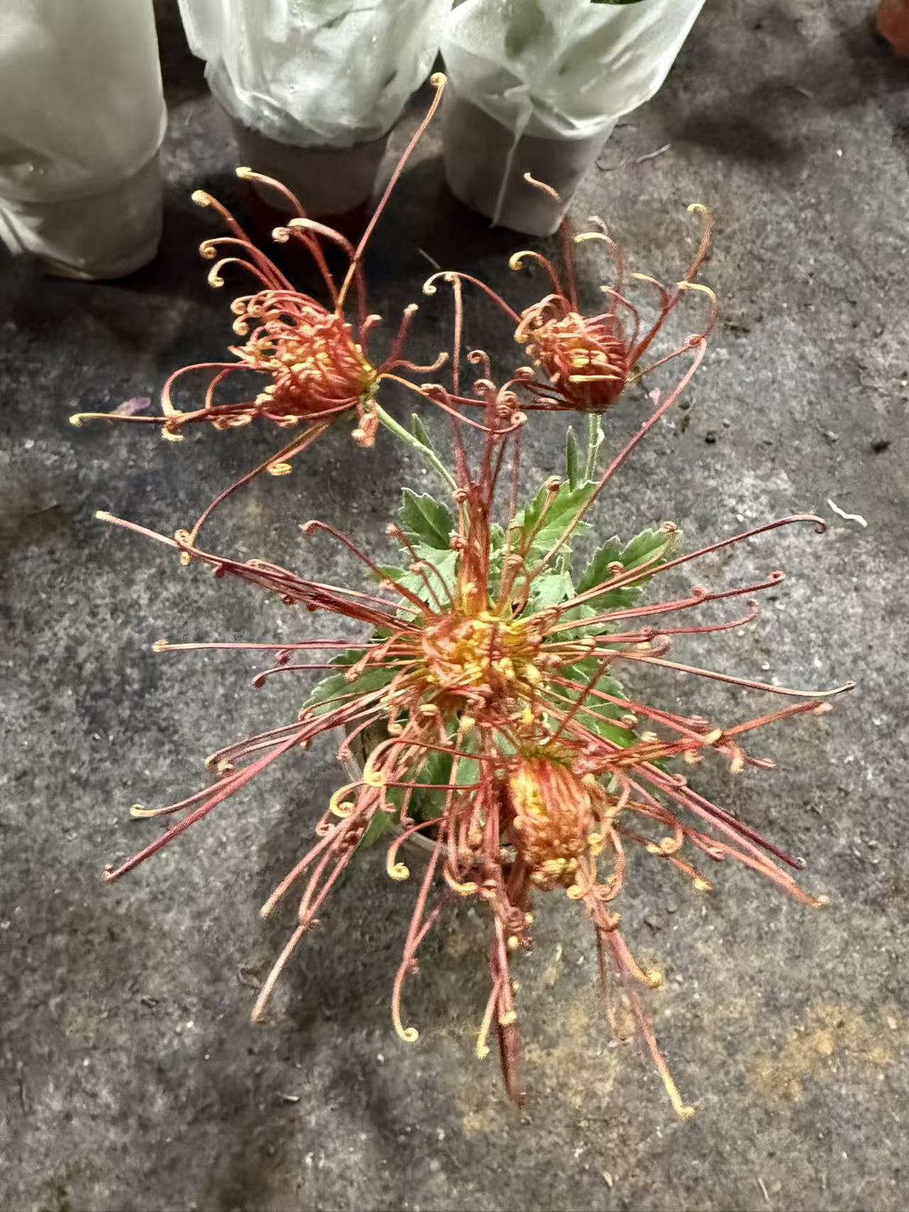 橙拉丝大菊花盆栽带花大苗好养易活适合阳台庭院种植