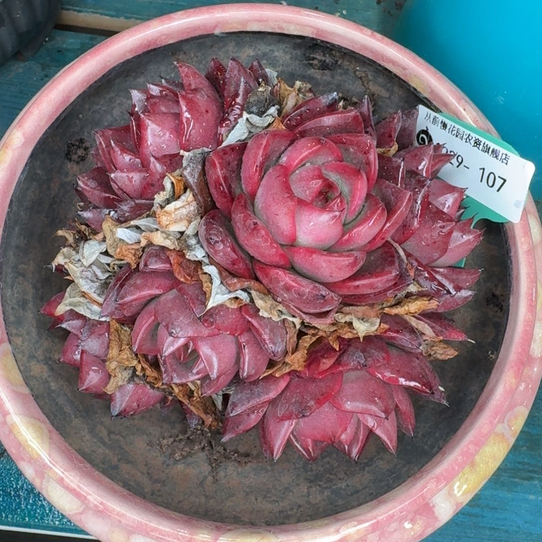 从前慢花园多肉编号1229-107带盆