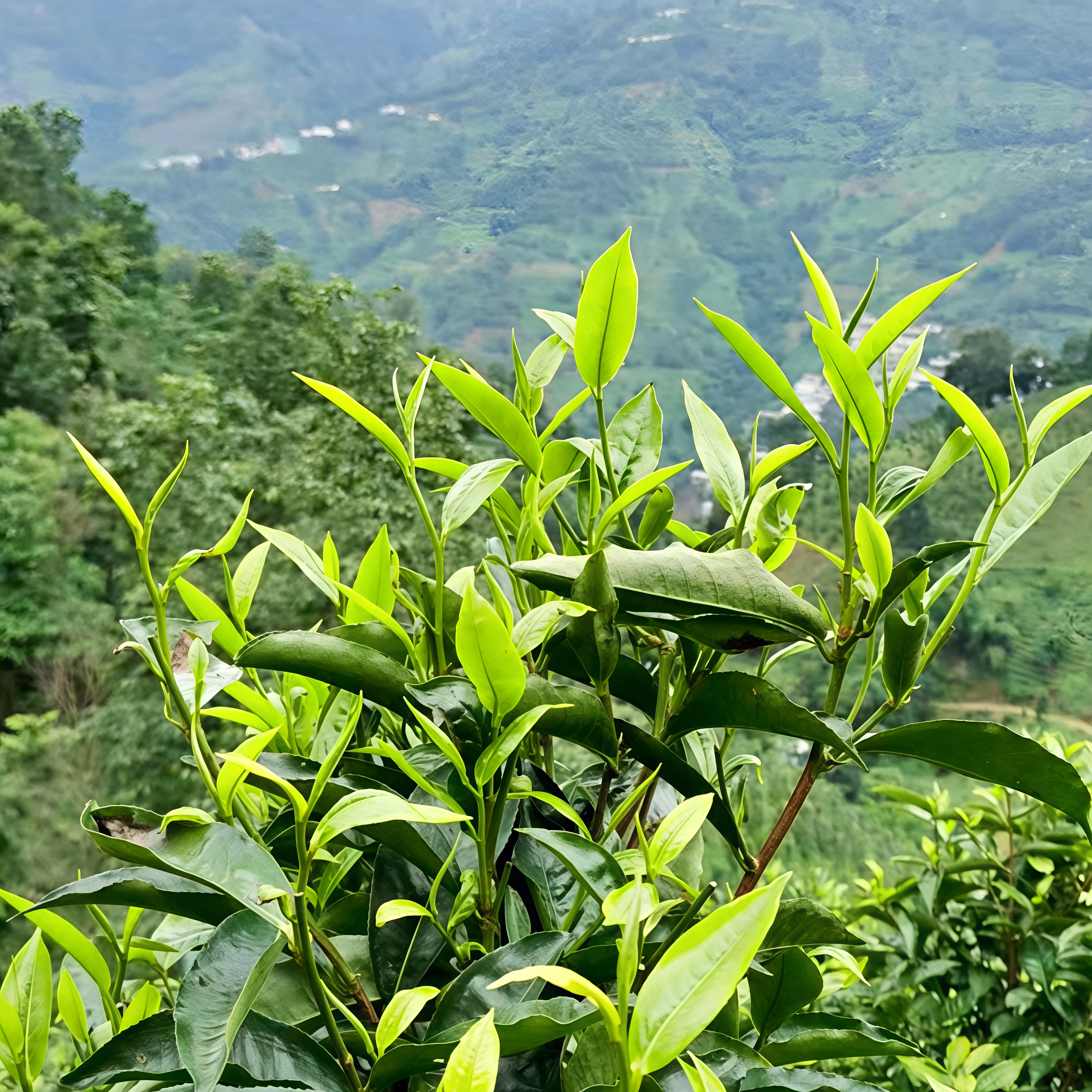 【宝洪茶】云南小叶种茶树高香型四季常绿庭院植物盆栽