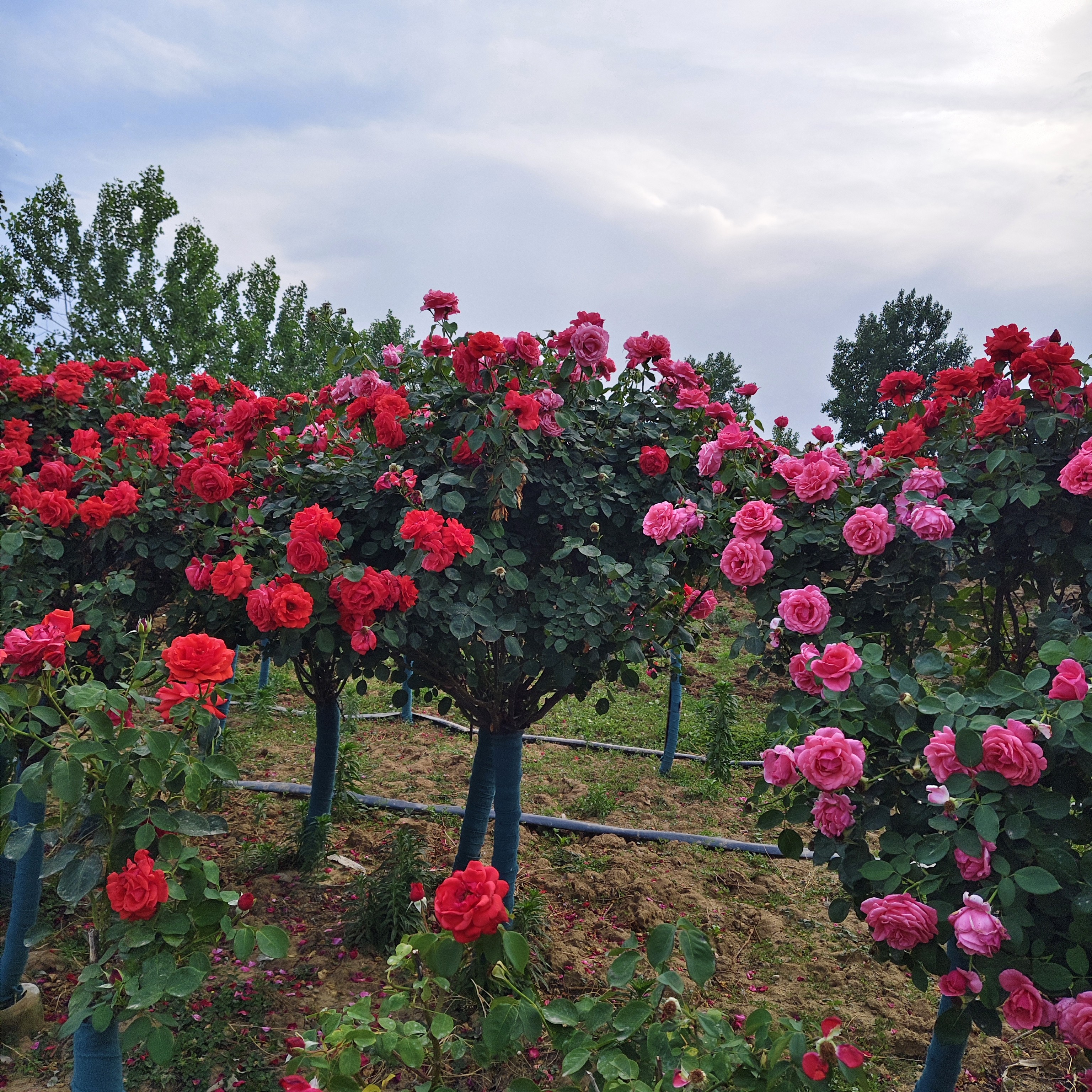 国月大花月季美丽万家  耐寒耐热   四季循环开花  盆栽地栽