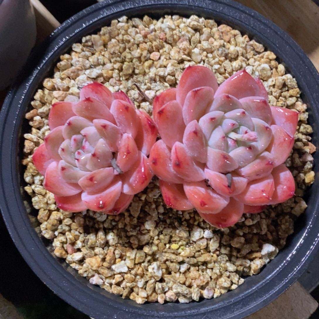 可问主播品种，下滑链接更多品种多肉选择自助