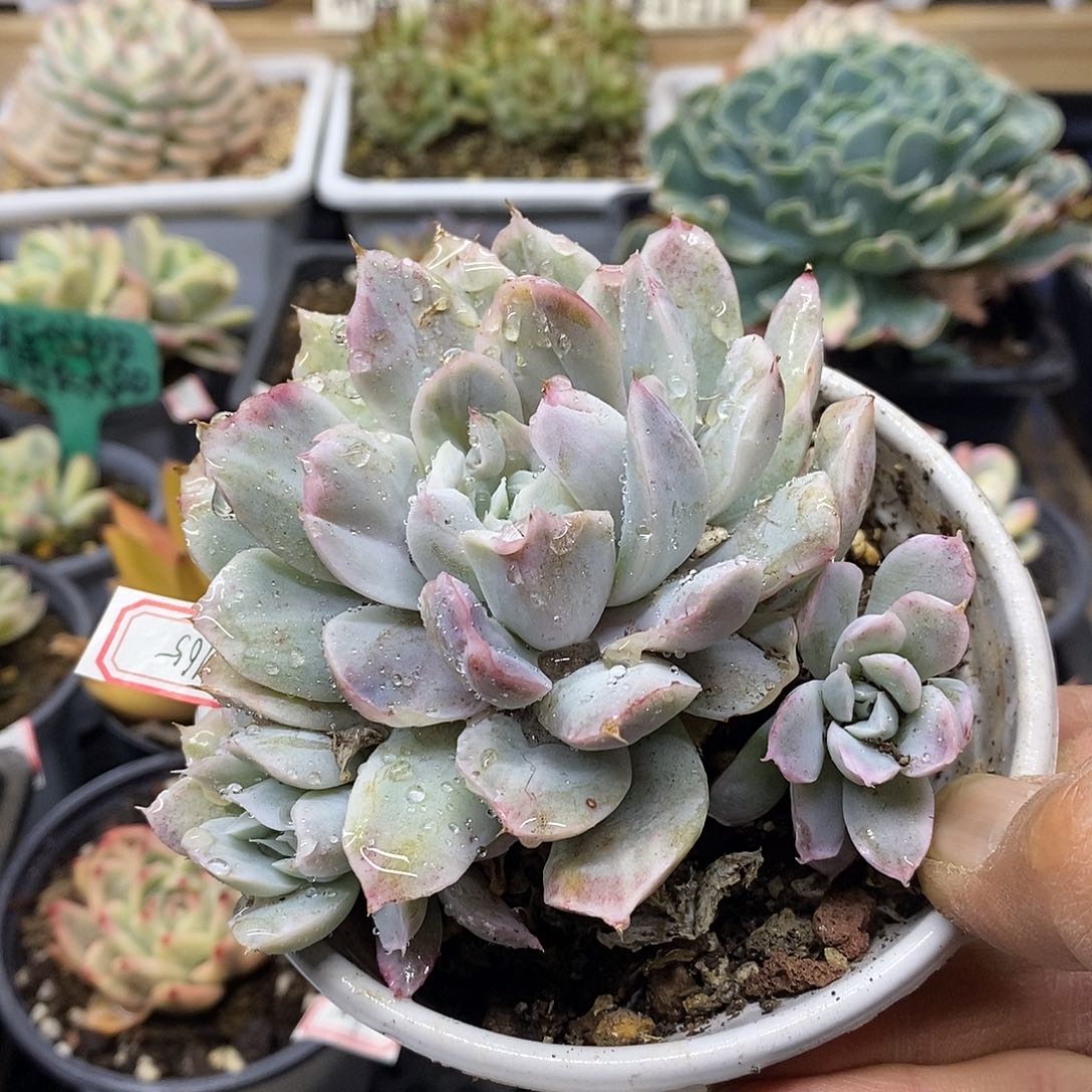 30165 辛普森锦 3 头自然群