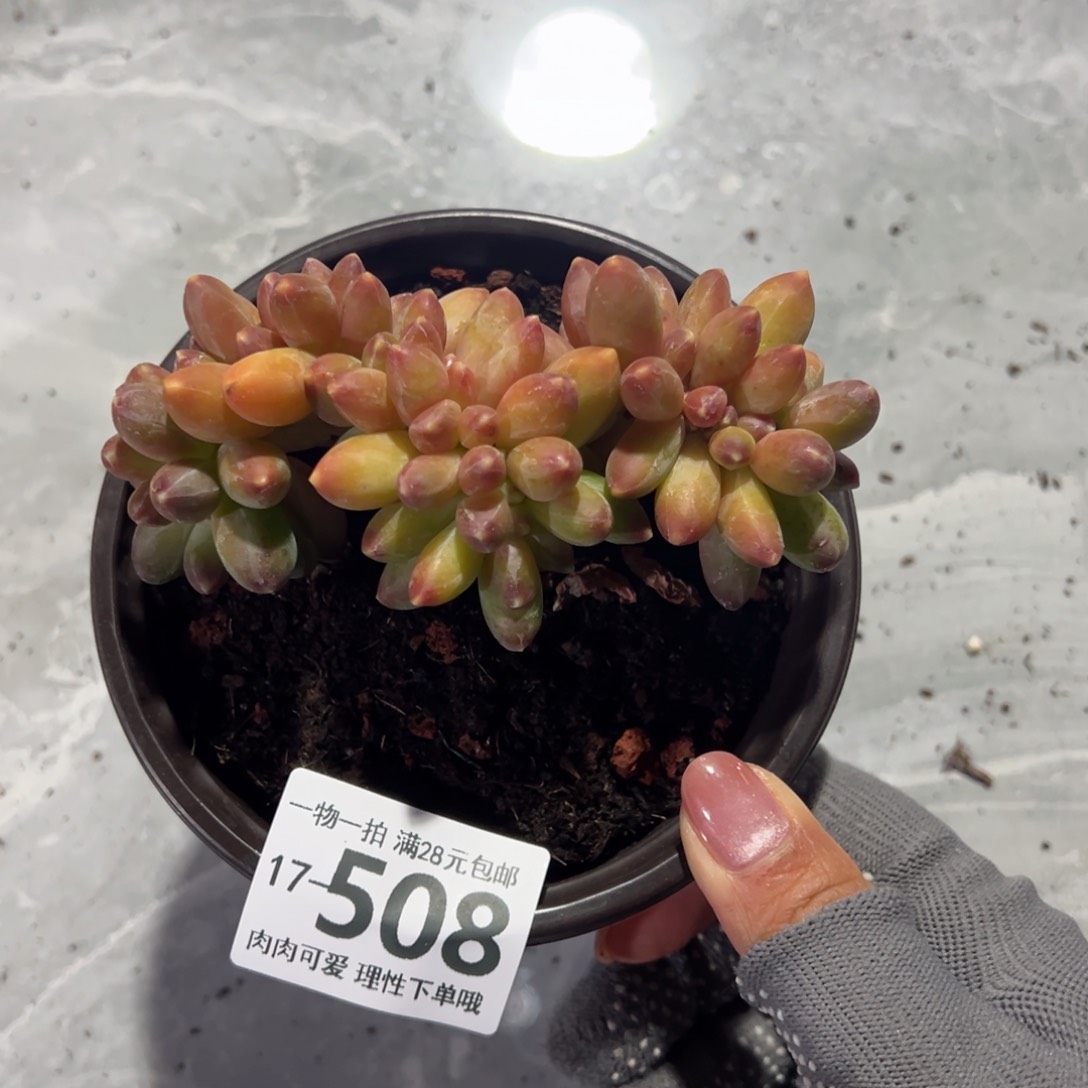 千代田缀化多肉单头多肉