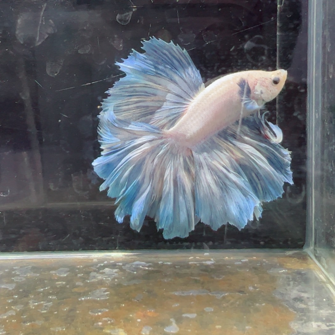 斗鱼浅色特殊尾hhhh