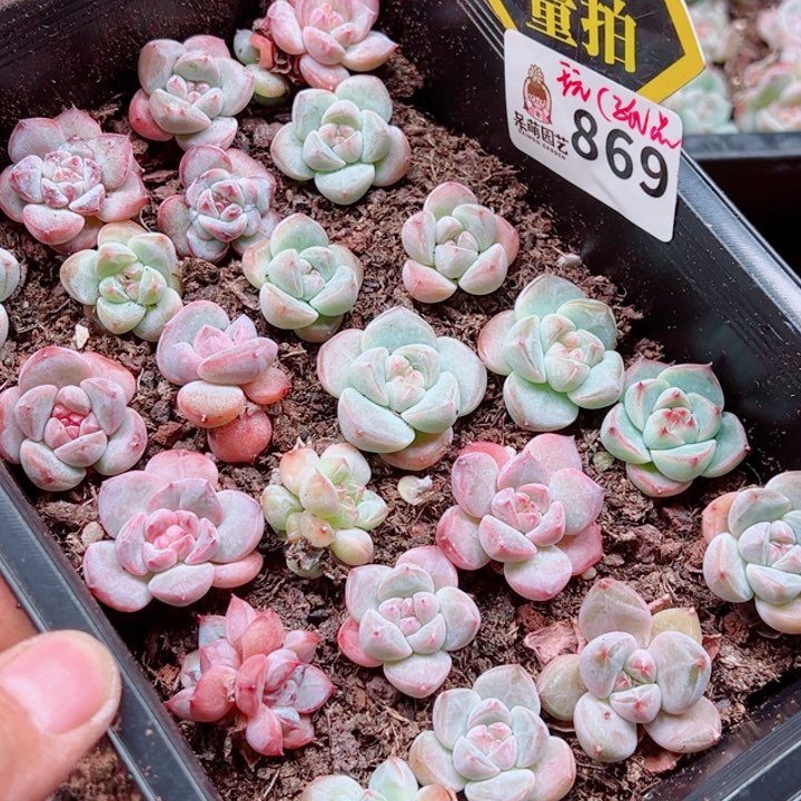 多肉植物多肉植物