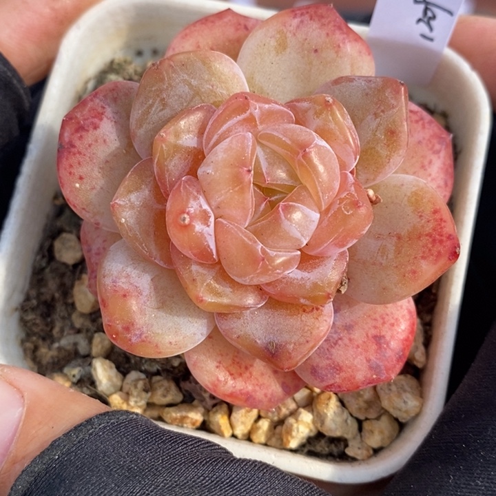 1209-530，粉魄多肉