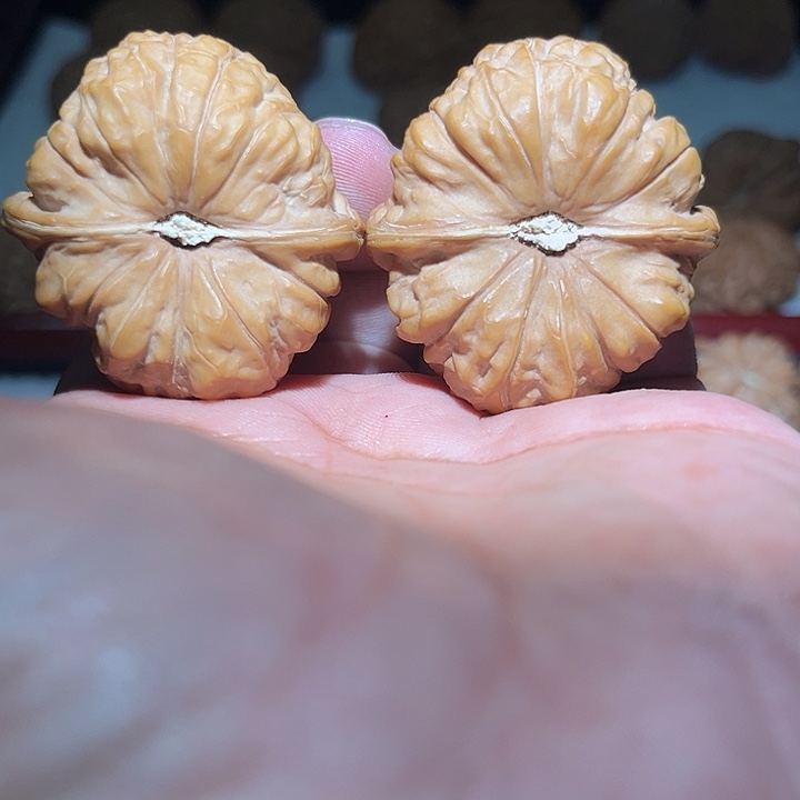 木42正尖南瓜敦。     