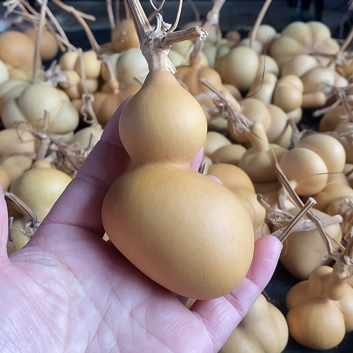 葫芦的颜色很好看