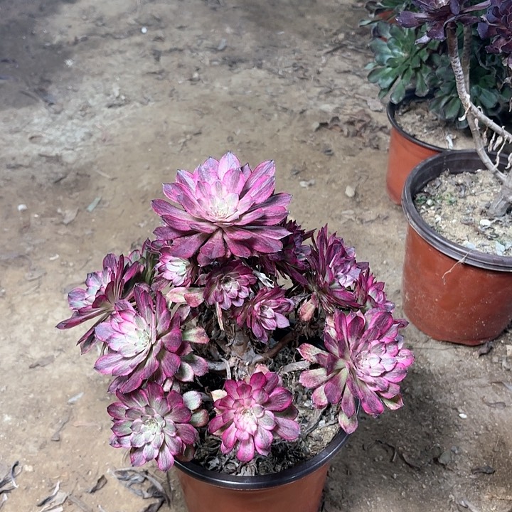 多肉植物法师烟花19