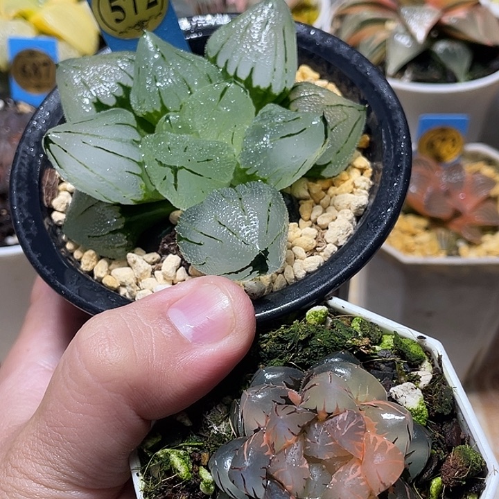 时***转572两个一起发货一物